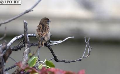 Moineau domestique