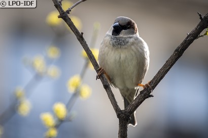 Moineau domestique