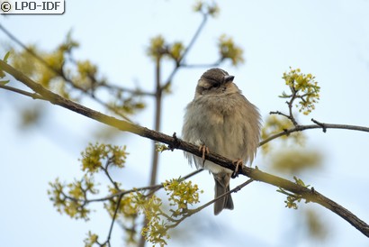 Moineau domestique