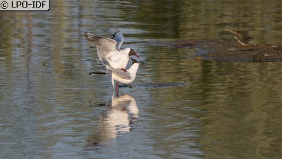 Mouette rieuse