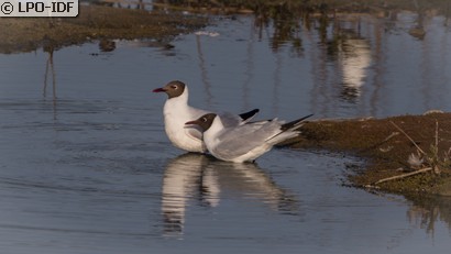 Mouette rieuse