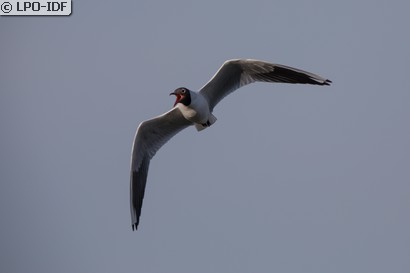 Mouette rieuse