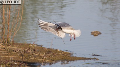 Mouette rieuse
