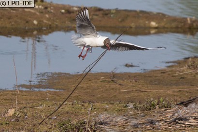 Mouette rieuse
