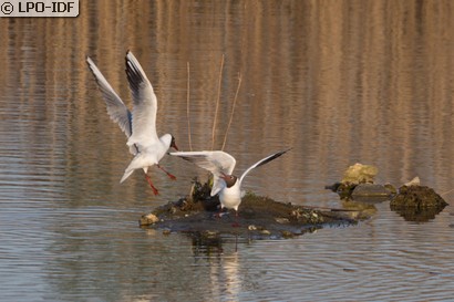 Mouette rieuse