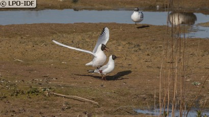 Mouette rieuse