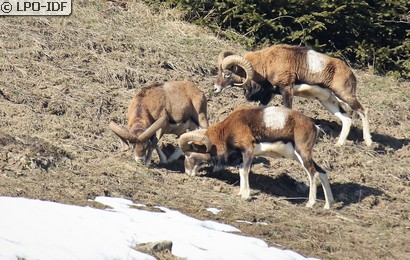 Mouflon corse