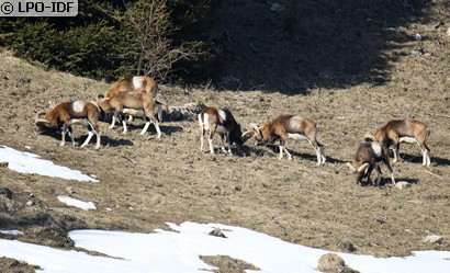 Mouflon corse