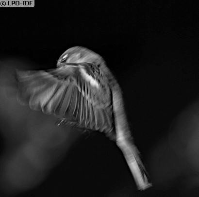 Mésange bleue