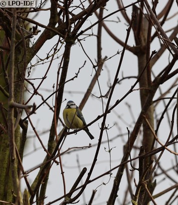 Mésange bleue