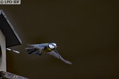 Mésange bleue