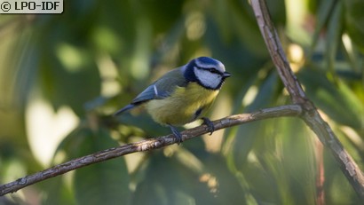 Mésange bleue