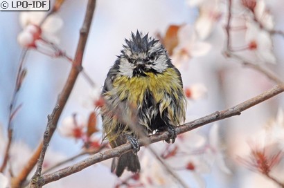 Mésange bleue