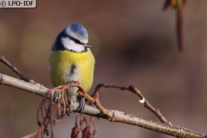 Mésange bleue