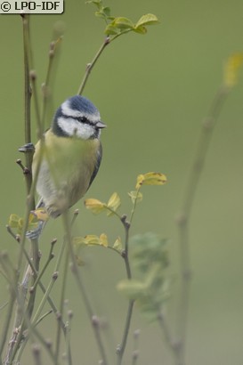 Mésange bleue