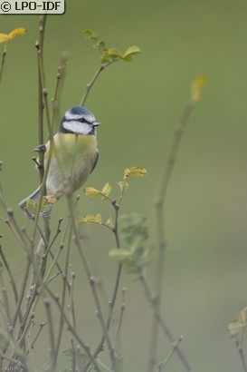 Mésange bleue