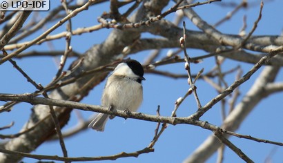 Mésange boréale