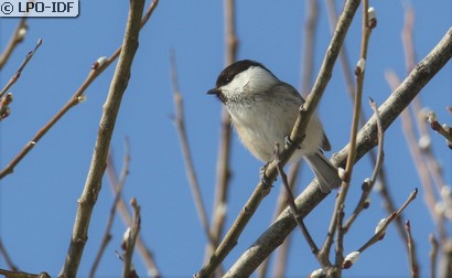 Mésange boréale