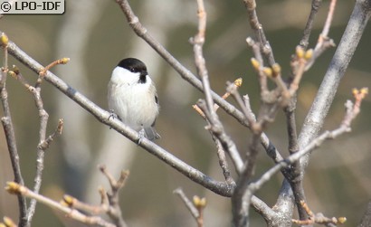 Mésange boréale