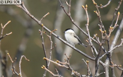 Mésange boréale