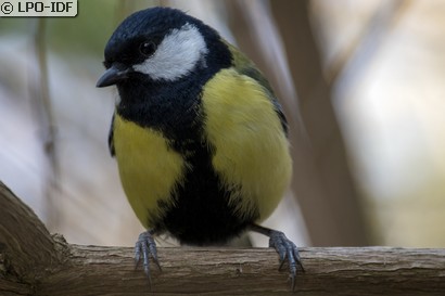 Mésange charbonnière