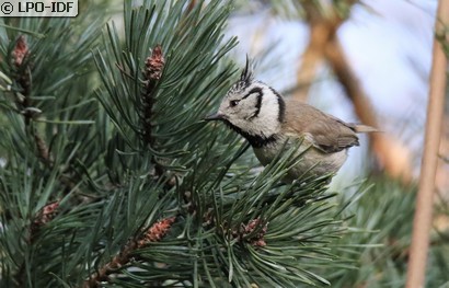 Mésange huppée