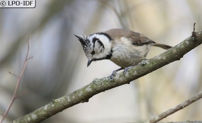 Mésange huppée