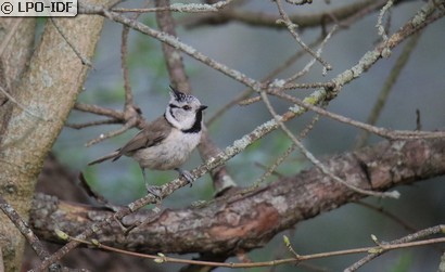 Mésange huppée
