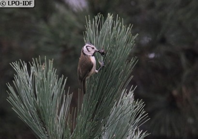 Mésange huppée