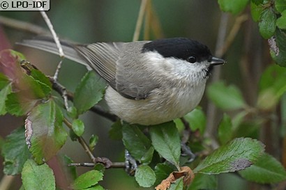 Mésange nonnette