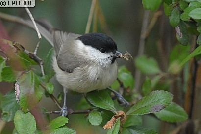 Mésange nonnette
