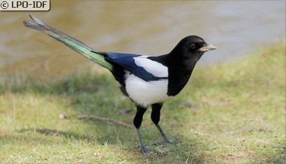Pie bavarde