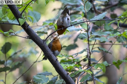 Rougegorge familier