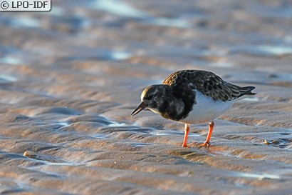 Tournepierre à collier