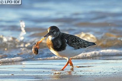 Tournepierre à collier