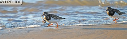 Tournepierre à collier