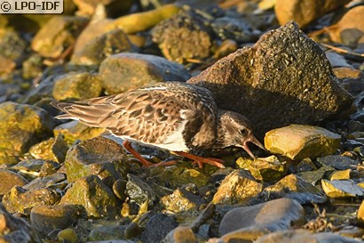 Tournepierre à collier