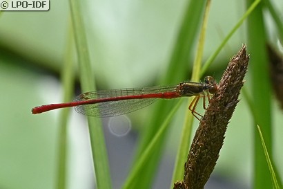 Agrion délicat
