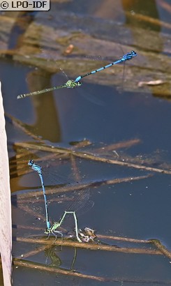 Agrion jouvencelle