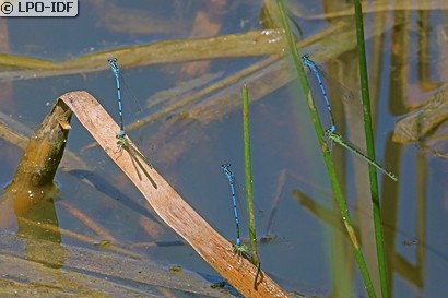 Agrion jouvencelle