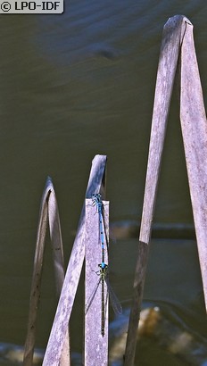 Agrion jouvencelle