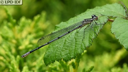 Agrion jouvencelle