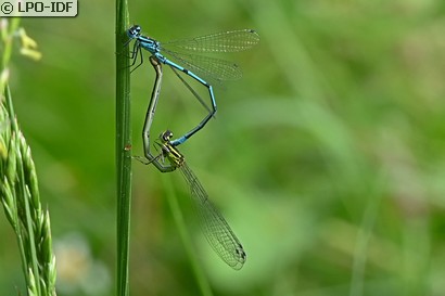 Agrion jouvencelle