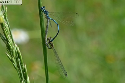 Agrion jouvencelle