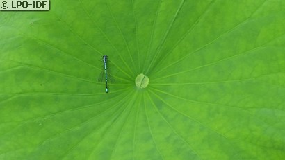 Agrion jouvencelle