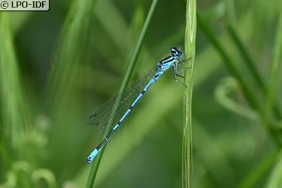 Agrion jouvencelle