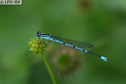 Agrion jouvencelle
