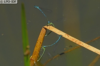 Agrion jouvencelle