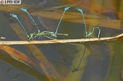 Agrion jouvencelle