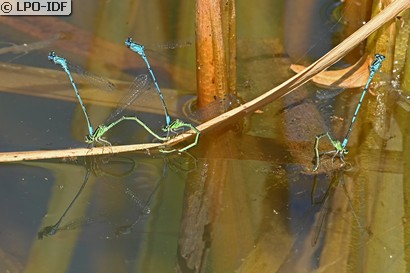 Agrion jouvencelle